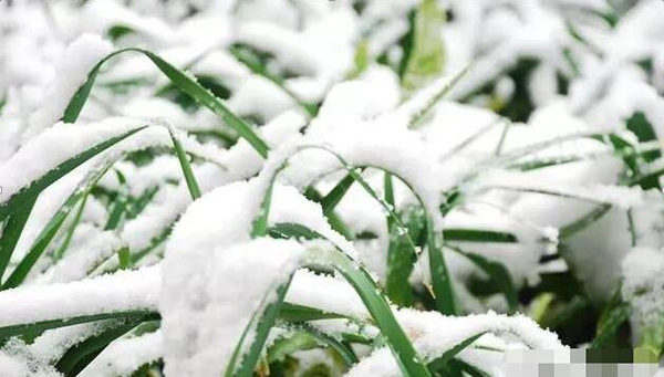 冰雪天氣會(huì)不會(huì)對(duì)人造草坪場(chǎng)地造成影響